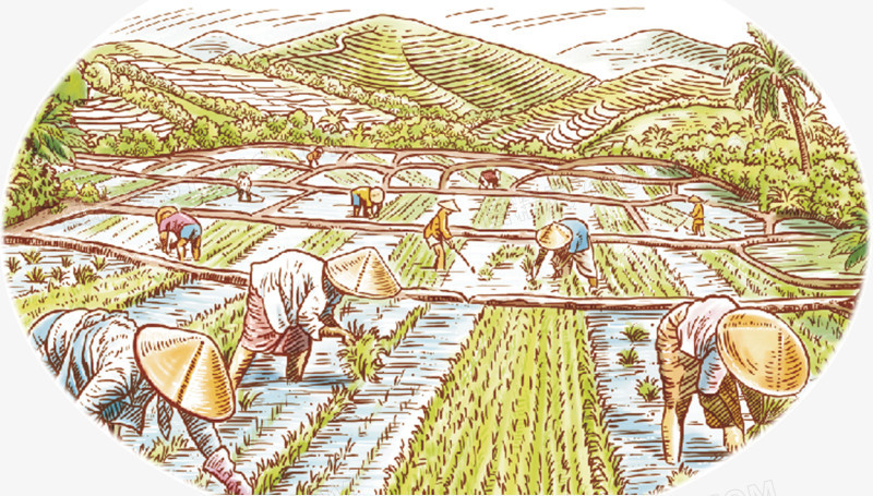 稻田圖片免費下載_高清PNG素材_圖精靈