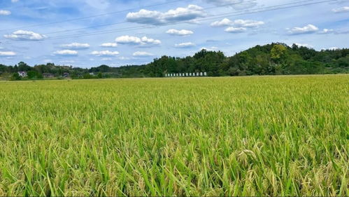 國家農(nóng)業(yè)產(chǎn)業(yè)強鎮(zhèn)項目 資陽 3