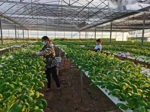 區農業農村局 抓好疫情防控, 護航 農業生產