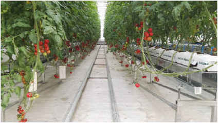 農(nóng)場(chǎng)故事 新農(nóng)業(yè)領(lǐng)域的智能溫室