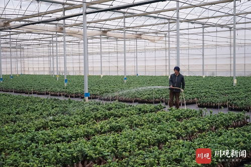 視頻︱發展現代農業產業 西昌造 農產品出口海外