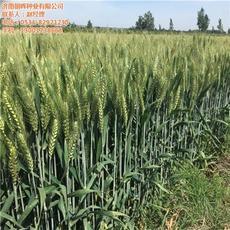 【山東麥種_濟南朝暉種業(yè)_銷售高抗病麥種】價格,廠家,圖片-中國網(wǎng)庫
