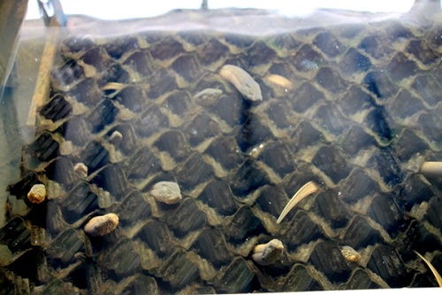 湖南省常德市澧縣 李明志夫妻回鄉創業養鱔魚