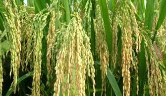 農村一種水稻,增產增收,但為什么農民不愿種 注意3點改變現狀