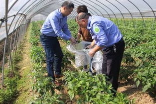 網絡中國節 端午 市農業農村局開展農產品質量監督抽檢,確保端午節消費安全