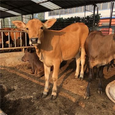 養牛合作社需要什么條件