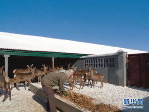 農行多措并舉幫扶當地 三農 助力精準扶貧