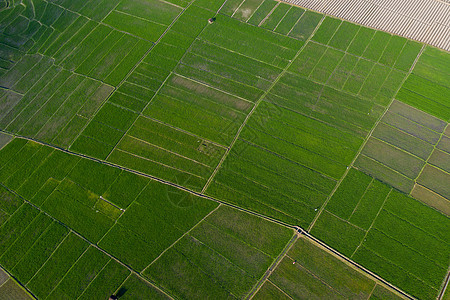 航拍桂林會仙濕地農(nóng)田 生態(tài)農(nóng)業(yè)的詩意畫卷
