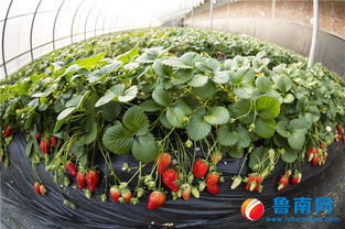 品牌農業新跨越 臨沂特色農產品何以成為靚麗名片