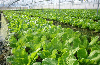 榆林明杰農(nóng)業(yè) 深耕黃土高原，打造特色農(nóng)業(yè)開發(fā)與產(chǎn)品新標(biāo)桿